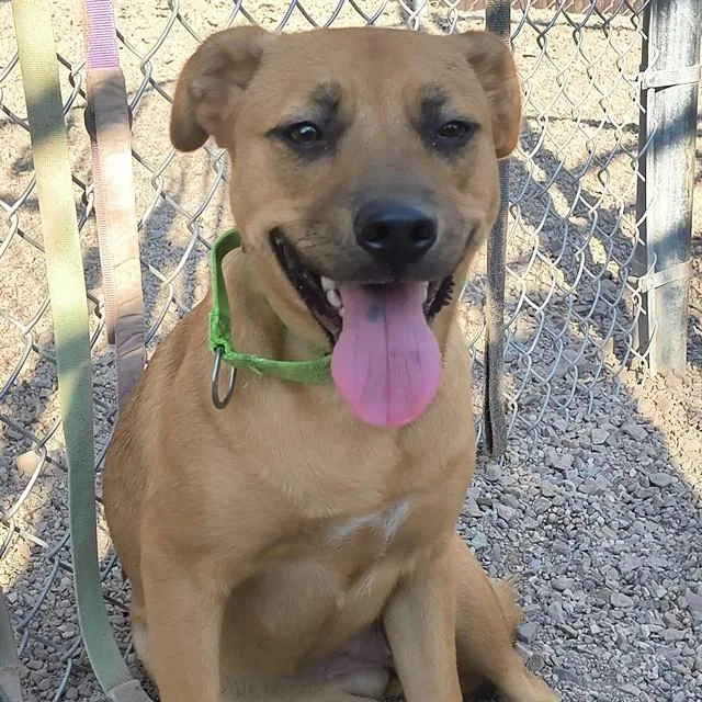 A young medium-sized female Labrador Retriever dog named Dutchess for adoption in Tucson, AZ