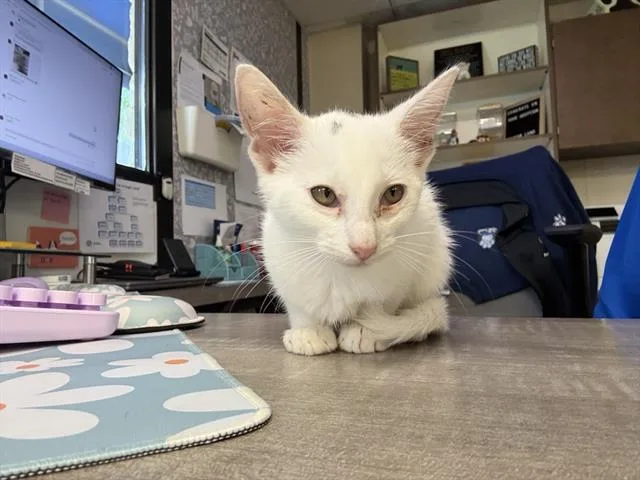 A baby small-sized female Domestic Short Hair cat named Cleocatra for adoption in Sugar Land, TX