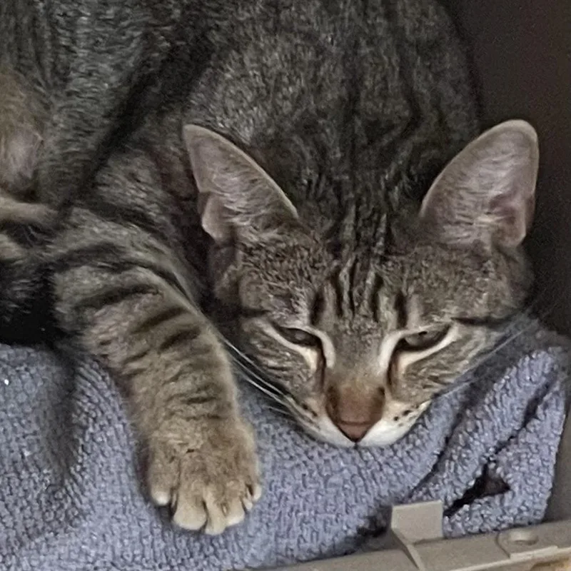 An adult medium-sized female Domestic Short Hair cat named Cotton Candy for adoption in Madison, WI