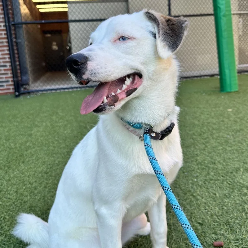 A young medium-sized female White / Cream Mixed Breed dog named Bella for adoption in Washington Township, OH