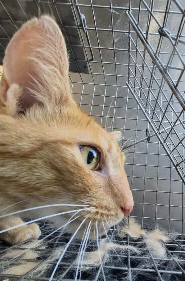 An adult medium-sized male Domestic Short Hair cat named Fbc Atticus for adoption in Lawrenceville, GA