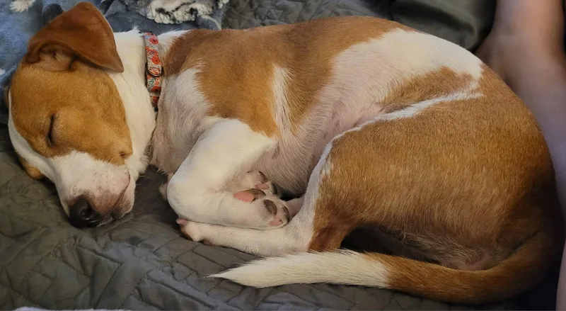 Peanut