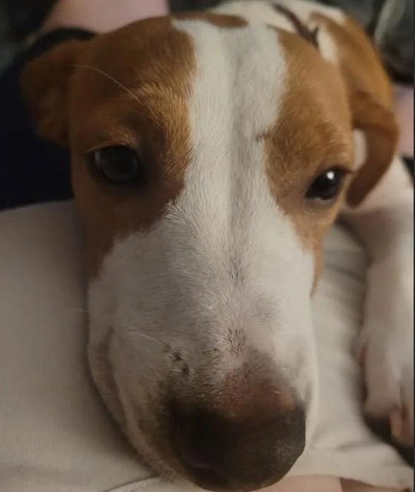 Peanut thumbnail 3