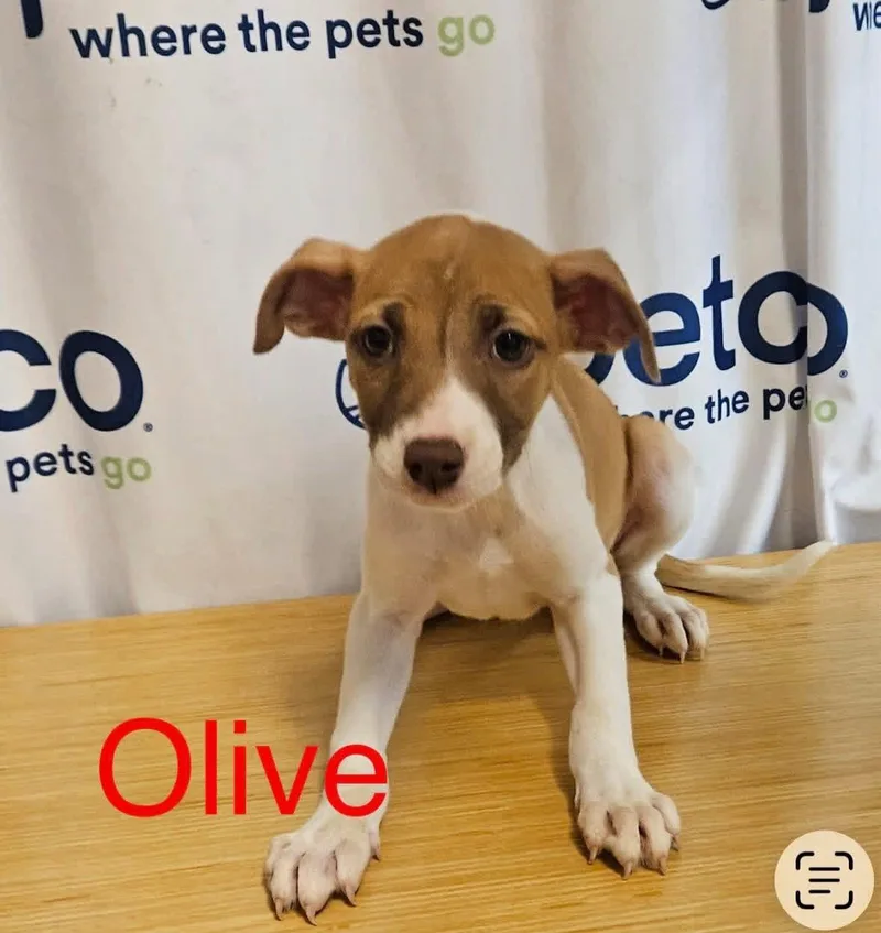 A baby medium-sized female Terrier dog named Olive for adoption in Chattanooga, TN
