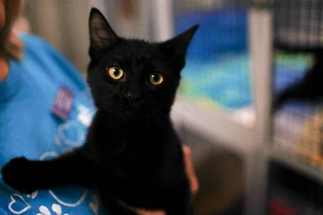A senior medium-sized female Domestic Short Hair cat named Sweetie Pie for adoption in Raleigh, NC