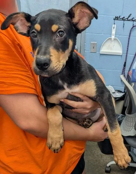 A baby medium-sized male Tricolor (Brown, Black, & White) Pit Bull Terrier dog named Linus for adoption in Evansville, IN