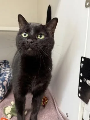An adult small-sized female Domestic Short Hair cat named Cagney for adoption in Harbor Springs, MI