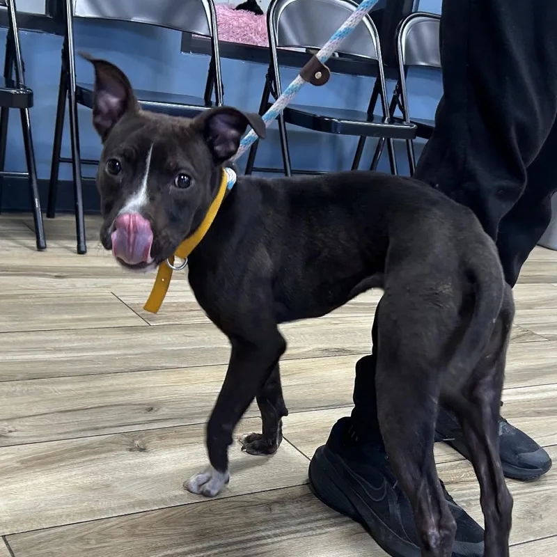 A baby small-sized female Black Pit Bull Terrier dog named Toulouse for adoption in Newark, NJ