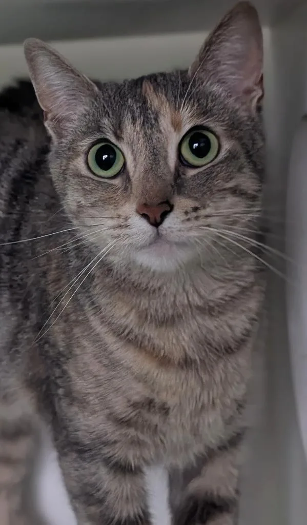 A young large-sized female Domestic Short Hair cat named Doodlebug for adoption in Greenfield, IN