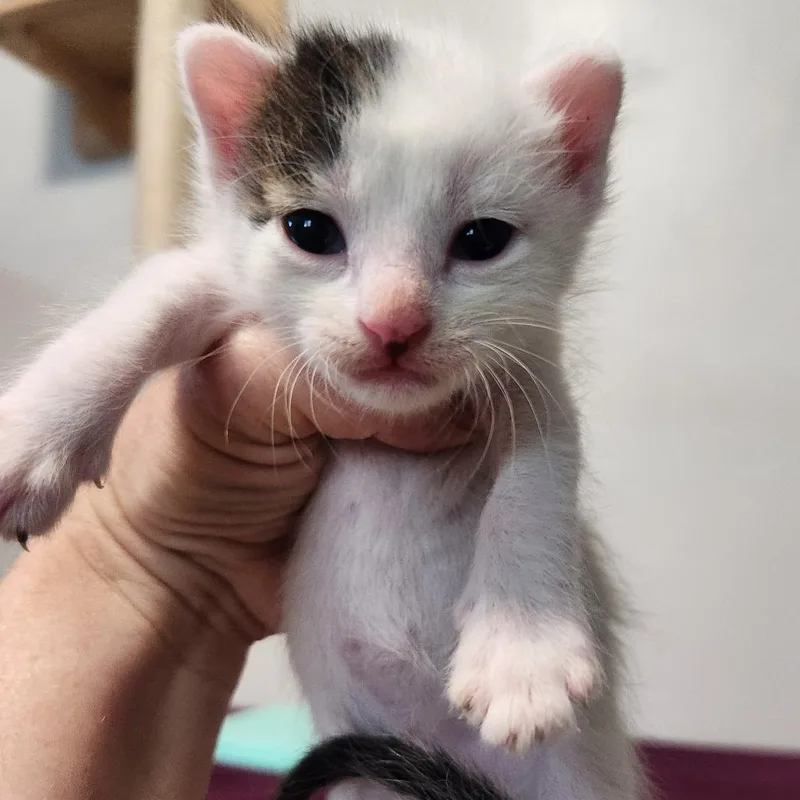 A baby small-sized male White Domestic Short Hair cat named Jericho for adoption in Layton, UT