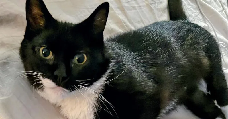 A young small-sized female Black & White / Tuxedo Domestic Short Hair cat named Zora for adoption in Olyphant, PA