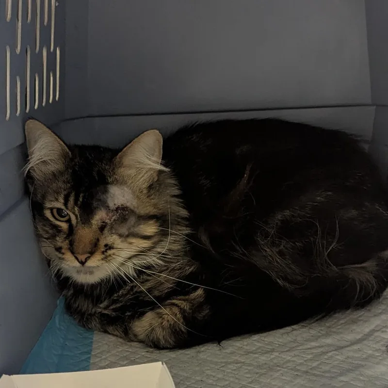 An adult medium-sized male Brown / Chocolate Domestic Long Hair cat named Okari for adoption in Salt Lake City, UT