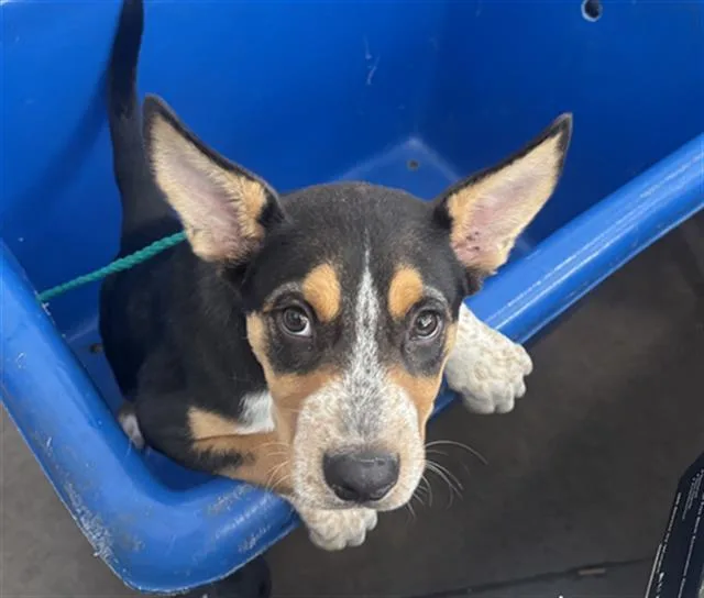 A baby medium-sized male Mixed Breed dog named Toby for adoption in Dallas, TX