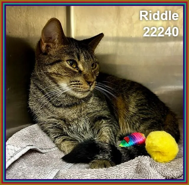 An adult medium-sized female Tabby (Brown / Chocolate) Domestic Short Hair cat named Riddle for adoption in Marietta, GA