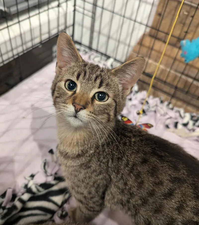 A baby medium-sized male Domestic Short Hair cat named Nugget for adoption in St. Cloud, MN