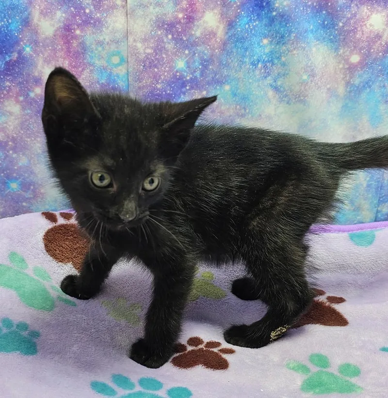 A baby small-sized male Domestic Short Hair cat named George for adoption in Washington Court House, OH