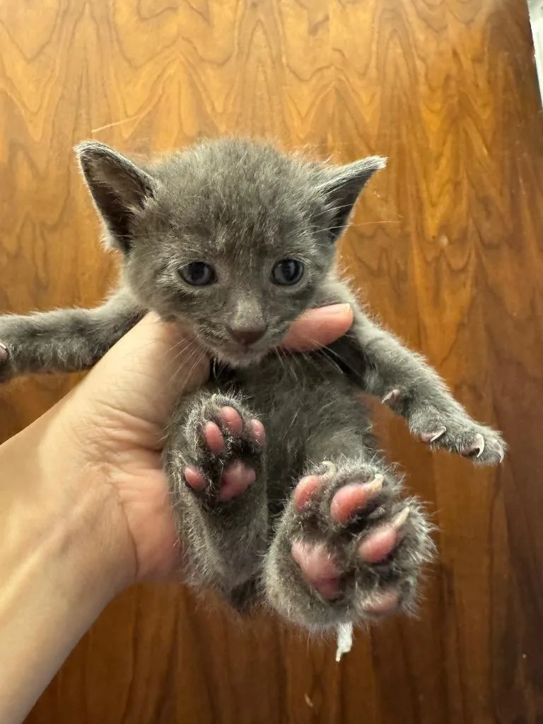 A baby medium-sized male Domestic Short Hair cat named Dudley for adoption in Johnson City, TN