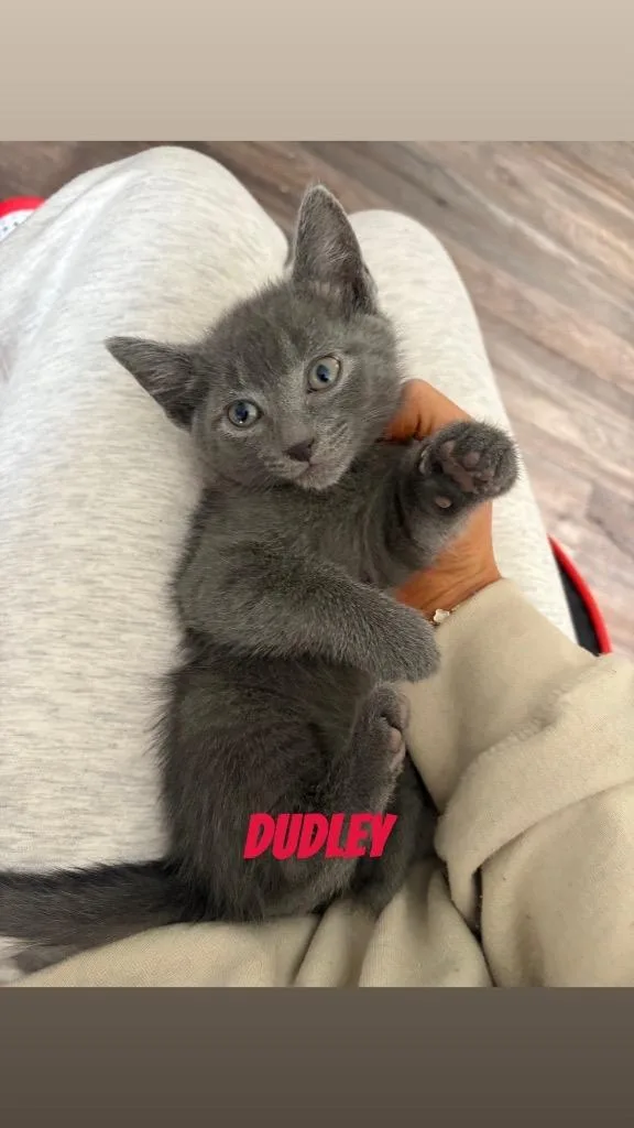 Dudley thumbnail 3