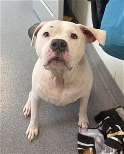 An adult large-sized male Pit Bull Terrier dog named Kane for adoption in Toledo, OH