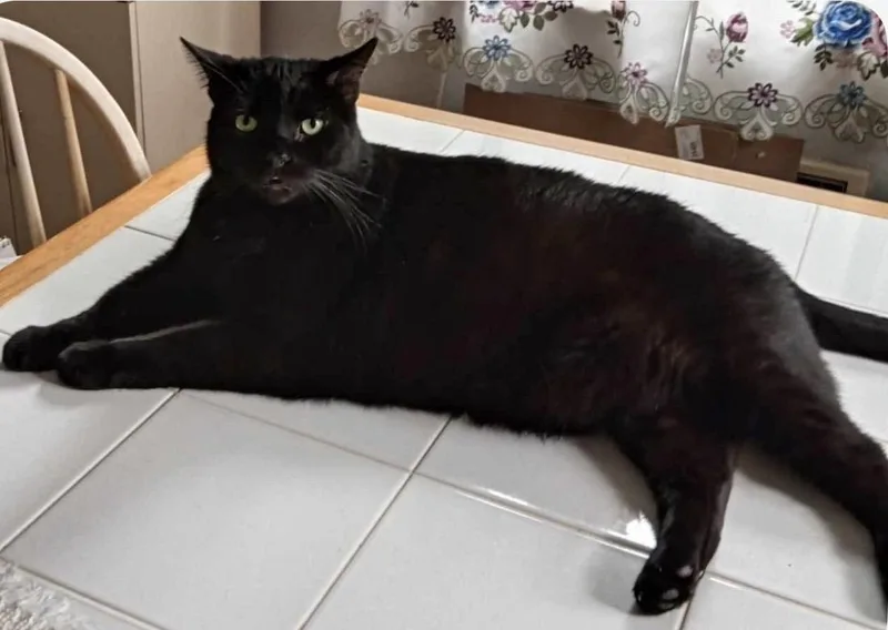 An adult large-sized male Domestic Short Hair cat named Zeus & Apollo for adoption in Staten Island, NY