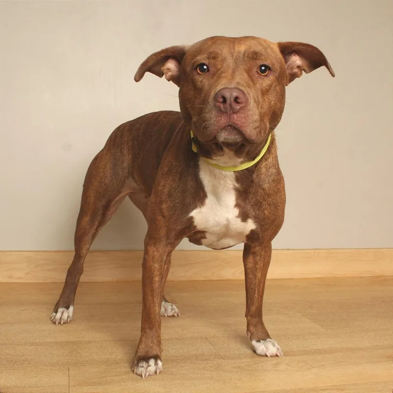 An adult medium-sized female Brown / Chocolate Pit Bull Terrier dog named Corley D for adoption in Minnetonka, MN