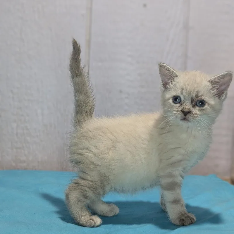 A baby small-sized female White Domestic Medium Hair cat named Zinnia for adoption in Fredericksburg, TX