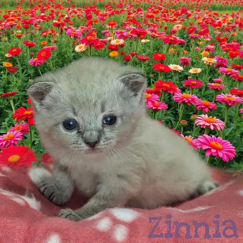 Zinnia thumbnail 2