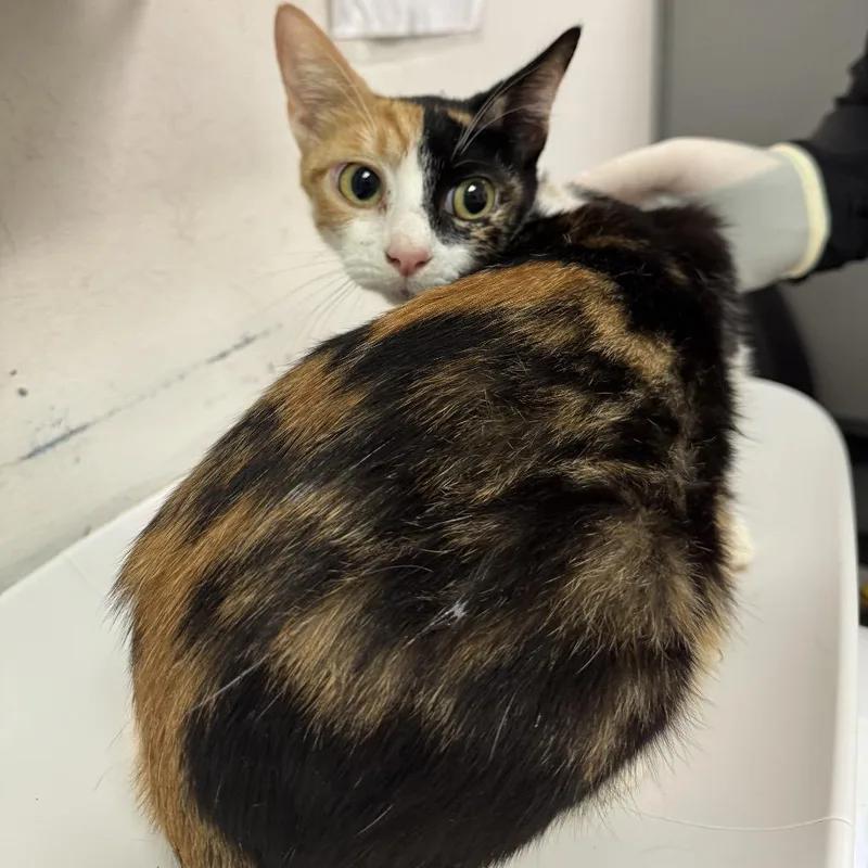 A young medium-sized female Calico Domestic Medium Hair cat named Halo for adoption in Charleston, WV