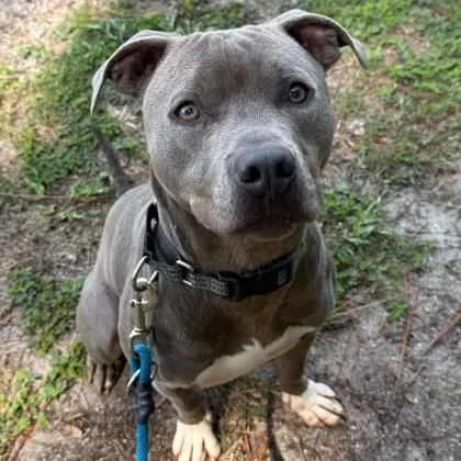 A young medium-sized male Gray / Blue / Silver Mixed Breed dog named Pippin for adoption in Fernandina Beach, FL