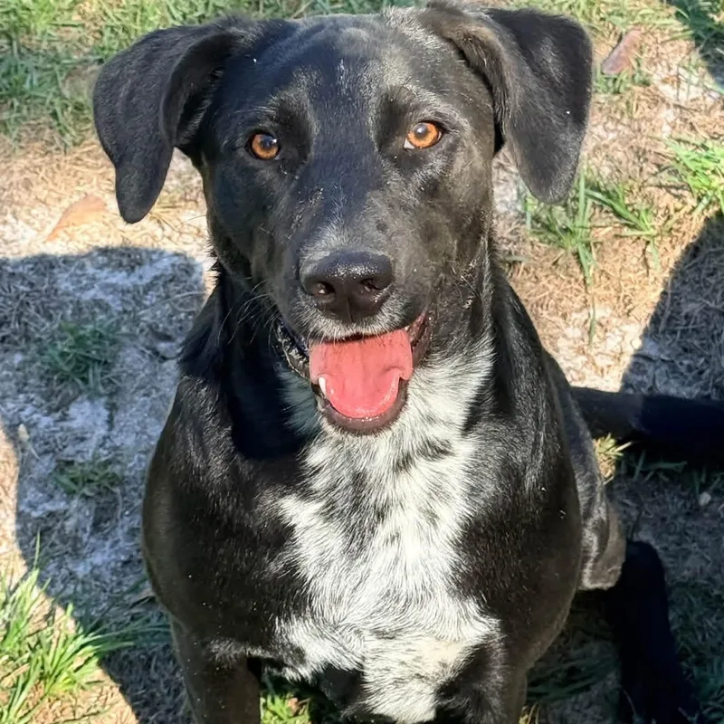 A young medium-sized female Black Labrador Retriever dog named Amora for adoption in Brewton, AL
