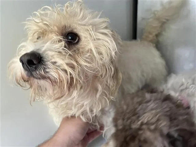An adult medium-sized male Maltese dog named A for adoption in Houston, TX