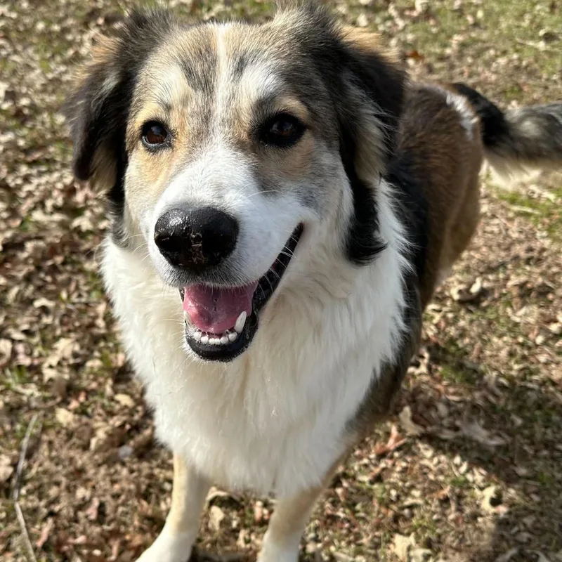 An adult large-sized male White / Cream Collie dog named Boone for adoption in Carencro, LA