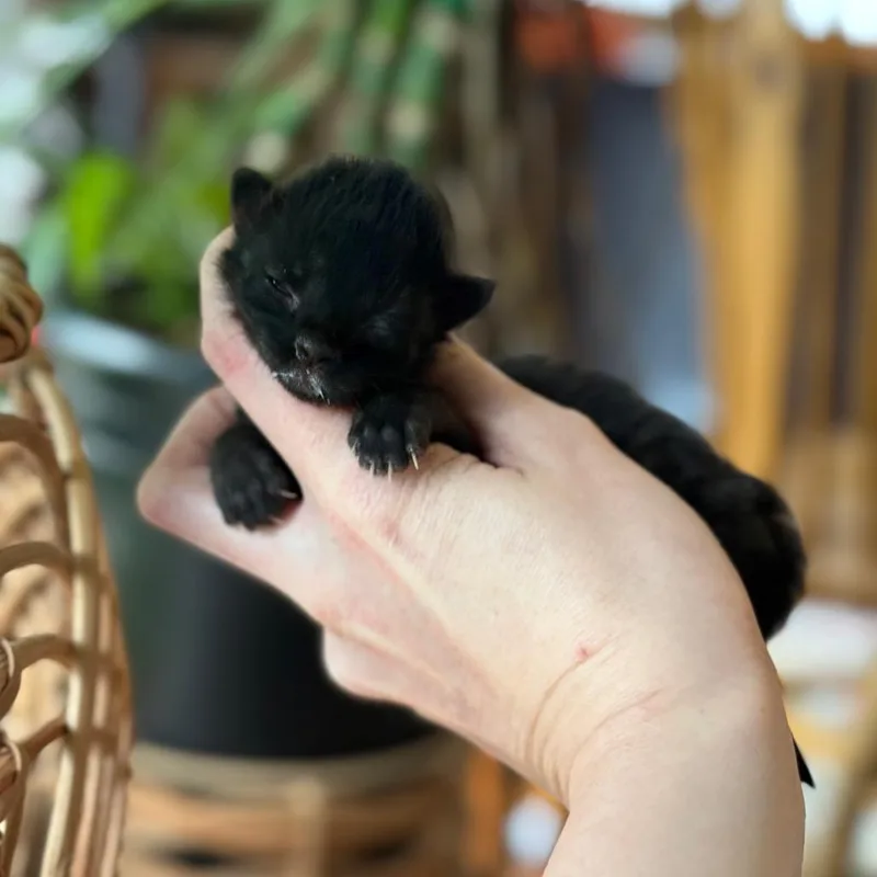 Cherry thumbnail 2