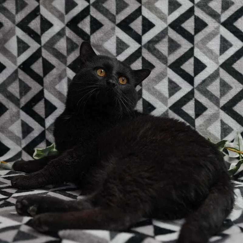 A young large-sized male Black Domestic Short Hair cat named King Kong for adoption in Wheaton, IL