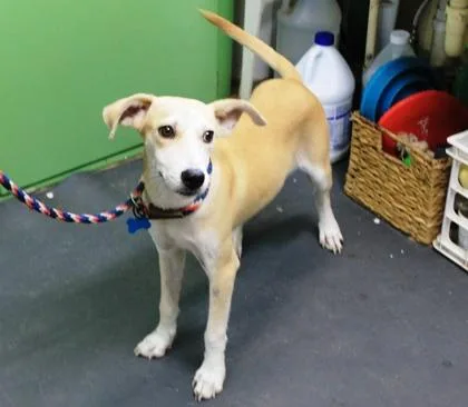A young large-sized female Labrador Retriever dog named Sally for adoption in Picayune, MS