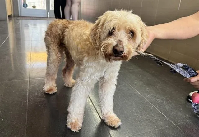 A senior small-sized male Terrier dog named Bodhi for adoption in Santa Monica, CA