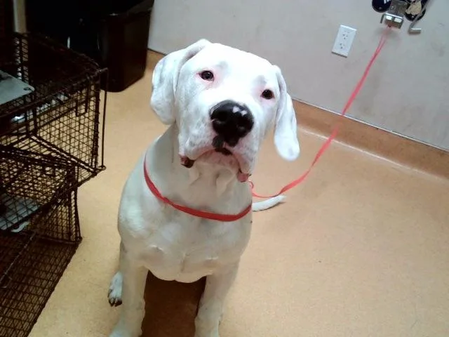 A young small-sized male Dogo Argentino dog named Colin for adoption in Martinez, CA