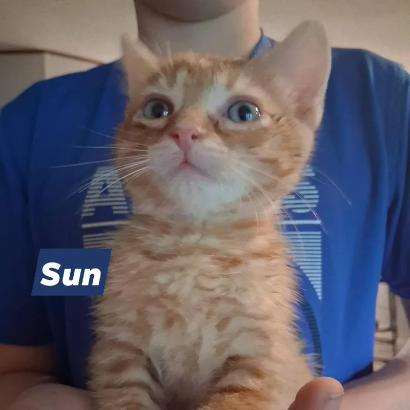 A baby small-sized male Domestic Short Hair cat named Sun for adoption in New Tazewell, TN