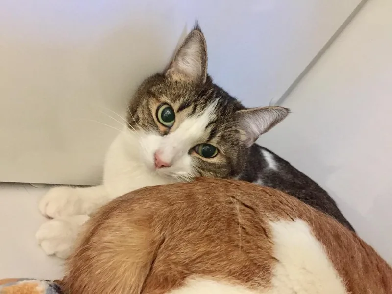 An adult medium-sized female Domestic Short Hair cat named Bop It Heely for adoption in Peoria, AZ
