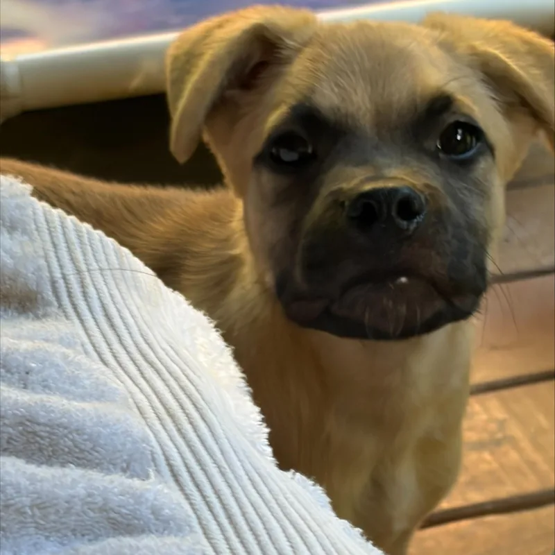A baby medium-sized male Labrador Retriever dog named Vanillie for adoption in Albany, NY