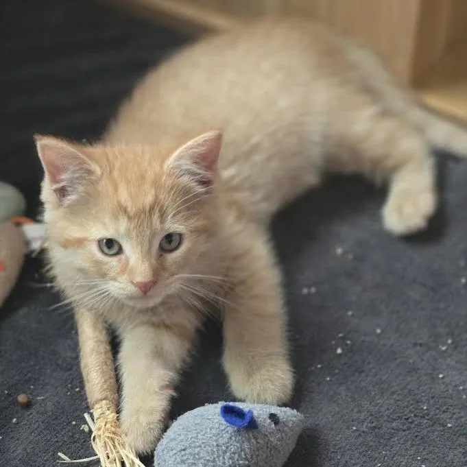 A baby small-sized male Orange / Red Domestic Short Hair cat named Jessie for adoption in Madison, WI