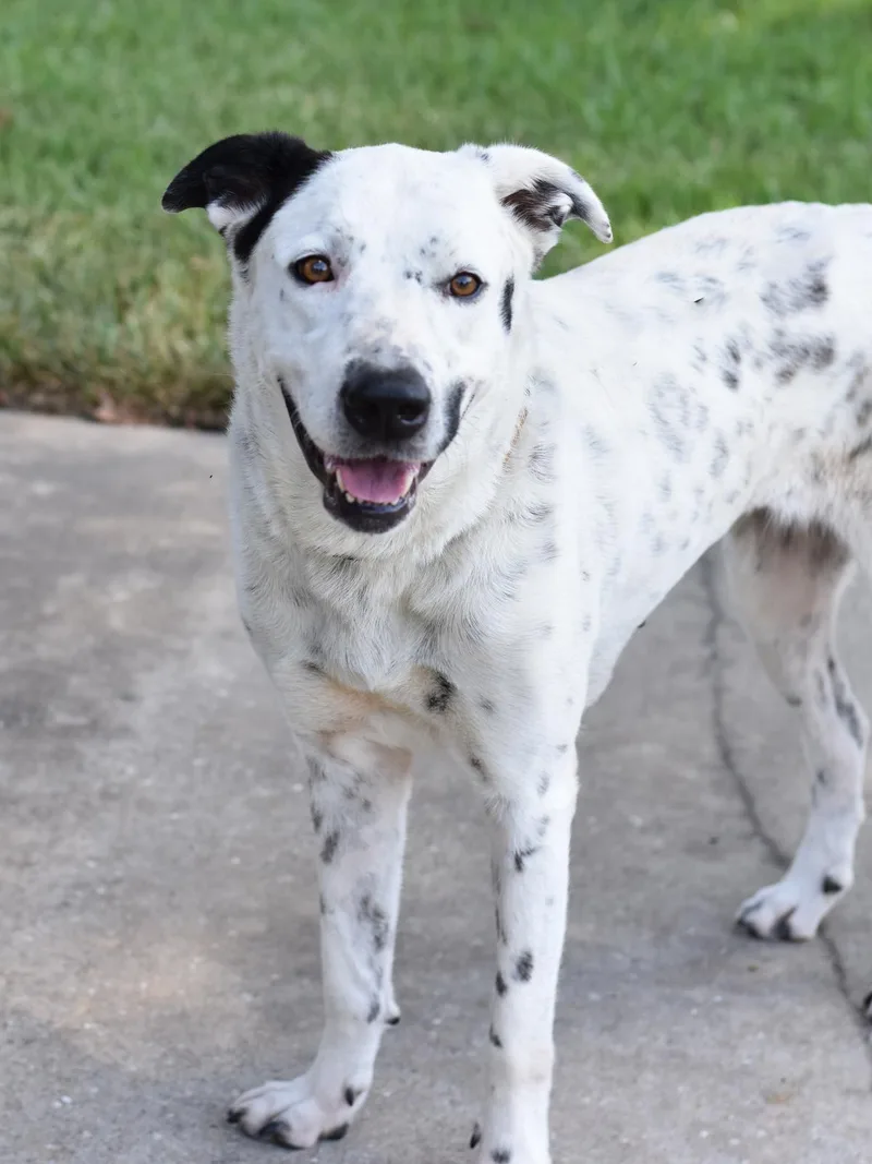 An adult large-sized female Dalmatian dog named Shelby for adoption in Conroe, TX