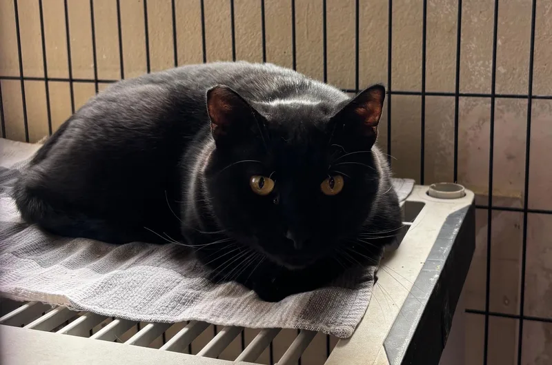An adult large-sized male Black Domestic Short Hair cat named The Darkness for adoption in Raymond, WA