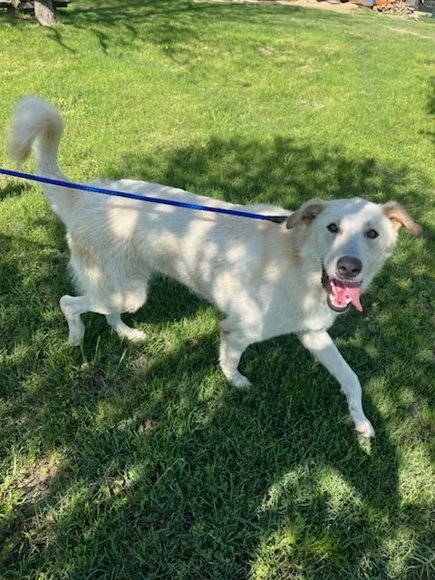 Dillinger thumbnail 2