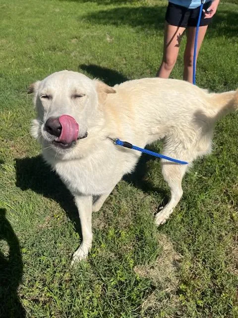 Dillinger thumbnail 3