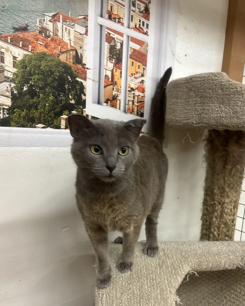 An adult medium-sized female Gray / Blue / Silver Russian Blue cat named Venus for adoption in Whittier, CA