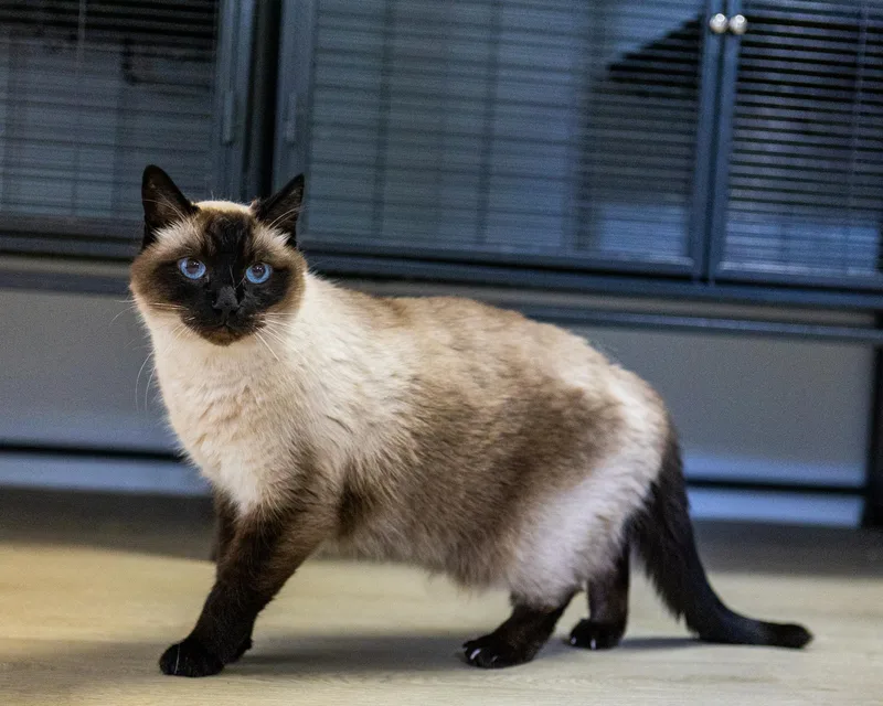 Tico
