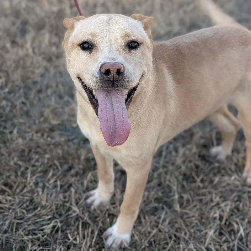 L'il Toast thumbnail 2