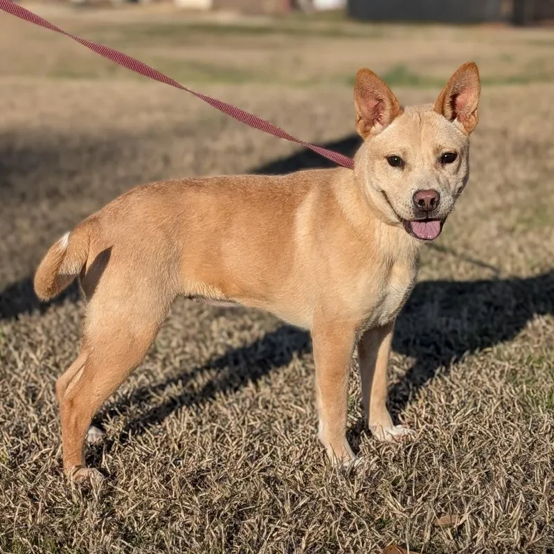 L'il Toast thumbnail 3