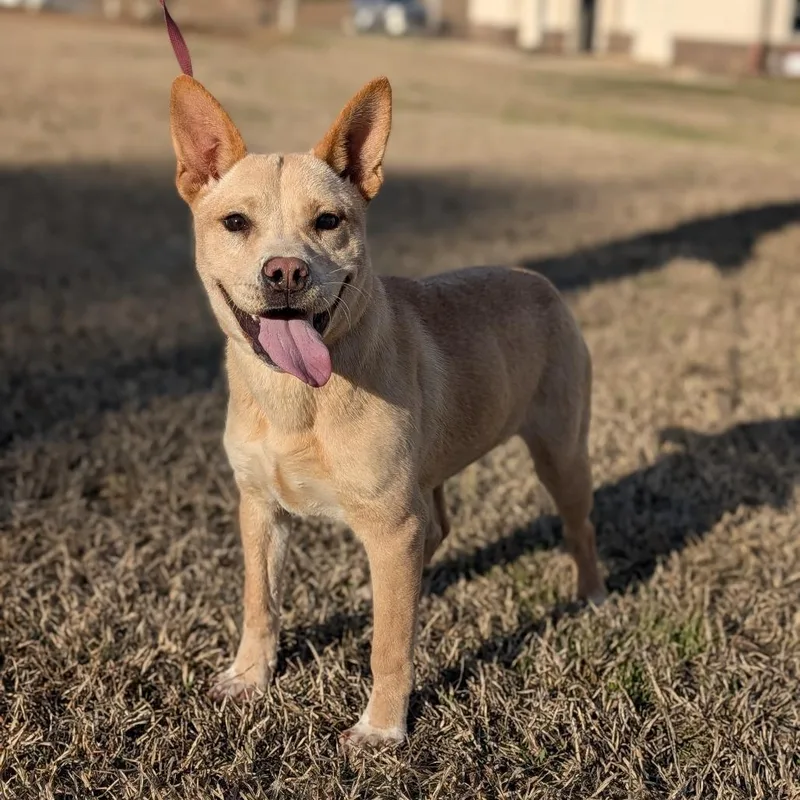 L'il Toast thumbnail 4